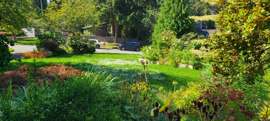 Water-Wise Lawns and Gardens